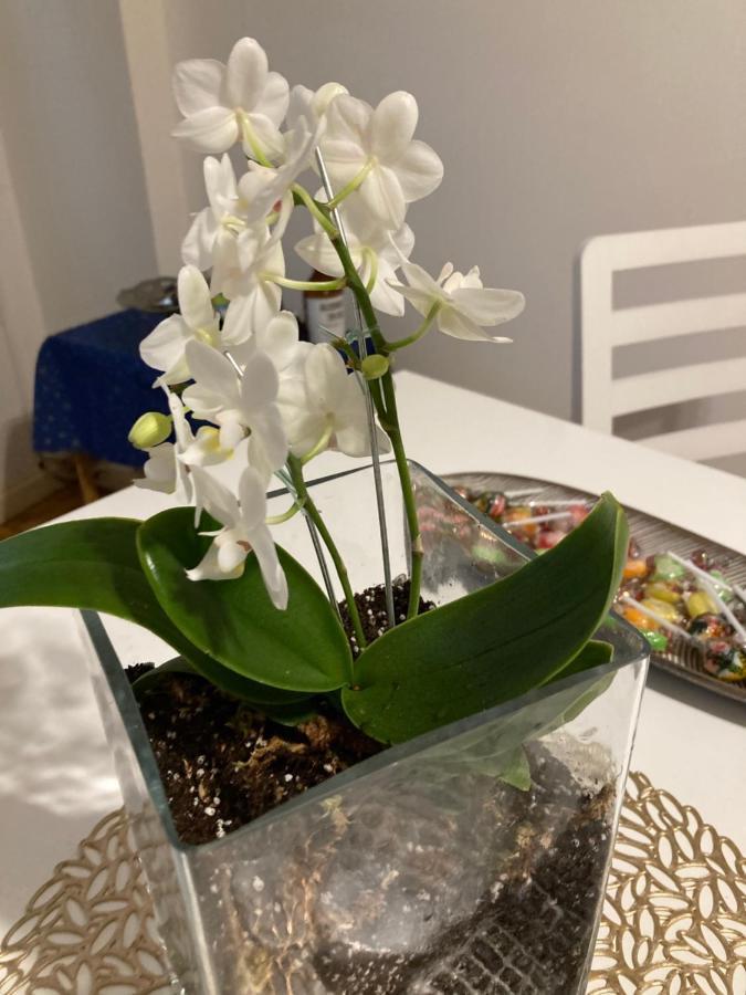 Uehaus Departamentos En Caba-Buenos Aires Apartment Ngoại thất bức ảnh